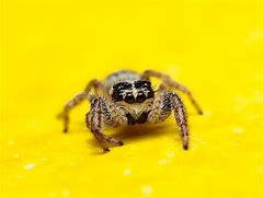 Image result for Spider Insect Cartoon