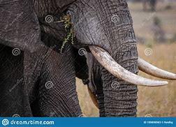 Image result for Elephant Mouth When Eating