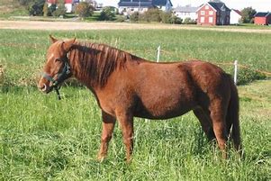 Image result for Norwegian Horse Breeds