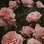 Image result for Pastel Pink Aesthetic Rose