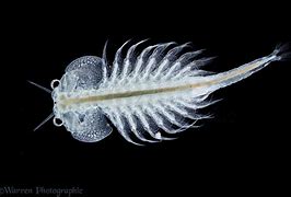 Image result for brine shrimp pic