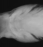 "etmopterus Villosus" 的圖片結果. 大小：170 x 185。資料來源：www.pinterest.com