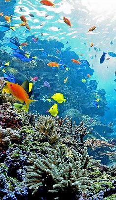 By: Lindsey Hogan Fin, Noggin- Dudeee! These aquariums are real-lifeFinding Nemo scenes- except it mig… | Beautiful sea creatures, Ocean creatures, Ocean underwater