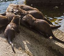 Image result for 4 Otters