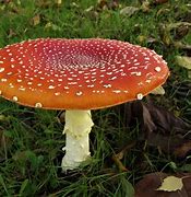 Image result for agaric�ceo