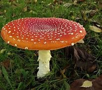 Image result for agaric�cro