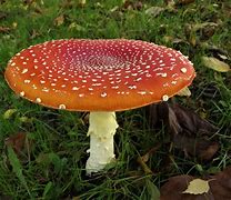 Image result for agaric�cek