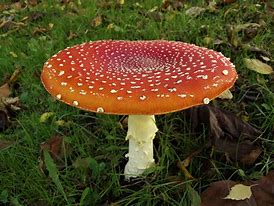 Image result for agaric�ce9