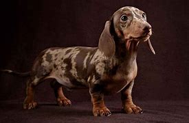 Image result for Silver Dapple Dachshund Adult