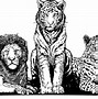 Image result for Lion Tiger Drawing