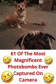 Image result for Camera Shutter Funny Moments