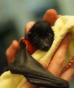 Image result for Fluffy Baby Bat