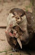 Image result for Baby Otter with Mother