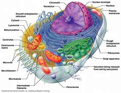 Image result for Cytoskeleton Organelle