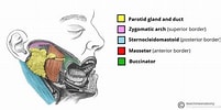 Bildergebnis für Teratome der Glandula parotitis. Größe: 201 x 100. Quelle: teachmeanatomy.info