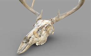 Image result for Deer Jaw Drawing