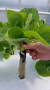 Image result for Jiffy 7 Hydroponics