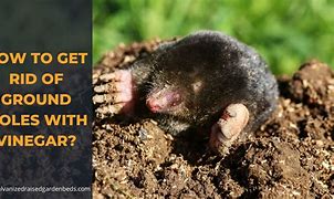 Image result for Yard Moles and Vinegar