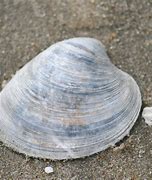 Image result for Quahog Images