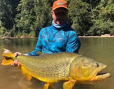 Image result for Giant Golden Colombia