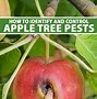 Image result for Apple Tree Pests