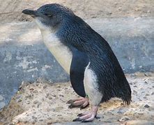 Image result for Dwarf Penguin