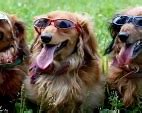 Image result for Cool Dogs