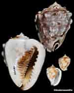 Image result for "cassis Flammea". Size: 150 x 188. Source: www.seahorseandco.com