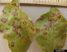 Image result for Brown Spots On Apple Leaves