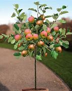 Image result for How to Plant Apple Trees