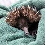 Image result for Echidna Tongue