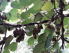 Image result for Species Actinidia