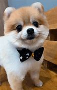Image result for Ace Family Dog