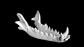 Image result for Coyote Mandible Measurement