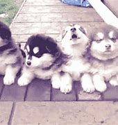 Image result for Baby Huskies
