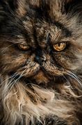 Image result for Persian Cat Face
