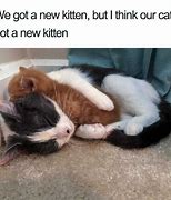 Image result for Two Kitten Tamptrun Meme