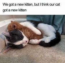 Image result for Come Here Kitten Meme