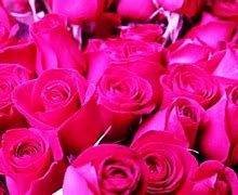 Image result for Hot Pink Background