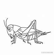 Image result for White Cricket Insect