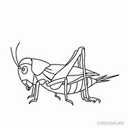 Image result for Cricket Insect Black and White