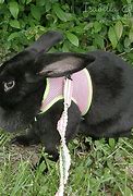 Image result for New Zealand Rabbit Dewlap