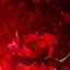 Image result for Red Rose iPhone 4 Plus