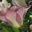 Image result for Tulipa Flaming Purissima