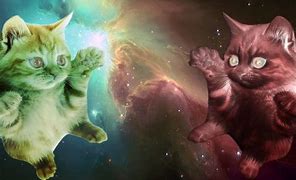 Image result for Trippy Cat Backgrounds