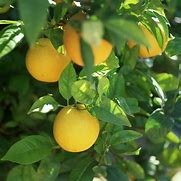 Image result for Bottle of the Lemon Tree Moscato