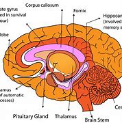 Image result for How Human Memory Works