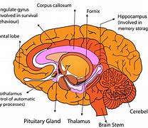 Image result for Memory Part of Brain