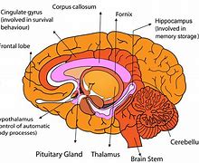 Image result for Anatomy of the Brain Anatomical Chart