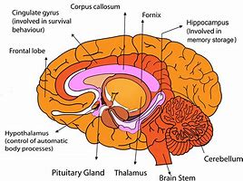 Image result for Parts of Brain Labeled for Kids